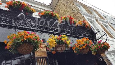 Major Plants Ltd - Hanging Basket Services - London - UK - Image 7