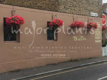 Major Plants Ltd - Hanging Basket Services - London - UK - Image 23