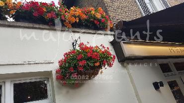 Major Plants Ltd - Hanging Basket Services - London - UK - Image 38