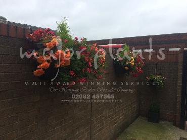 Major Plants Ltd - Hanging Basket Services - London - UK - Image 63