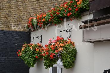 Major Plants Ltd - Hanging Basket Services - London - UK - Image 77