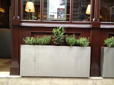 Major Plants Ltd - Herb Displays - London - UK - Image 21