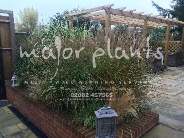 Major Plants Ltd - Pastoral - London - UK - Image 4