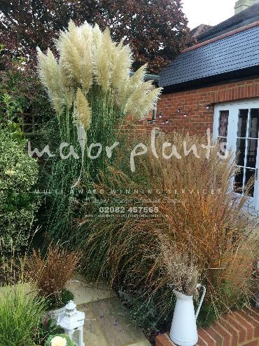 Major Plants Ltd - Pastoral - London - UK - Image 30
