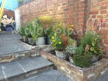 Major Plants Ltd - Pots and Troughs - London - UK - Image 15