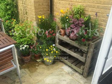Major Plants Ltd - Pots and Troughs - London - UK - Image 24
