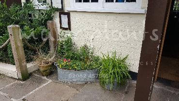 Major Plants Ltd - Pots and Troughs - London - UK - Image 35