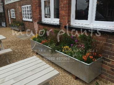 Major Plants Ltd - Pots and Troughs - London - UK - Image 41