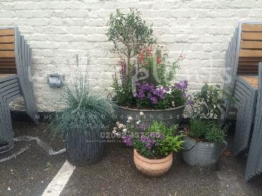 Major Plants Ltd - Pots and Troughs - London - UK - Image 44