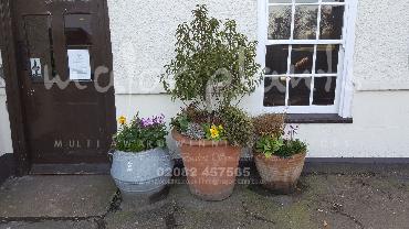 Major Plants Ltd - Pots and Troughs - London - UK - Image 55