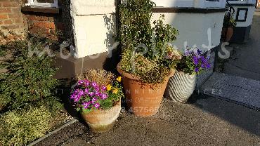 Major Plants Ltd - Pots and Troughs - London - UK - Image 56