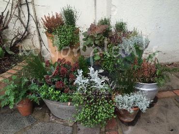 Major Plants Ltd - Pots and Troughs - London - UK - Image 72
