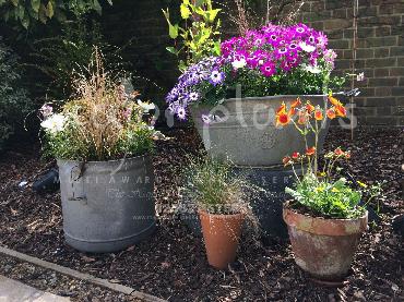 Major Plants Ltd - Pots and Troughs - London - UK - Image 130