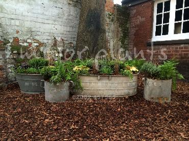 Major Plants Ltd - Pots and Troughs - London - UK - Image 145