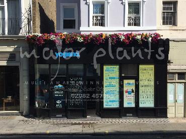 Major Plants Ltd - Window Boxes - London - UK - Image 16