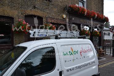 Major Plants Ltd - Window Boxes - London - UK - Image 100